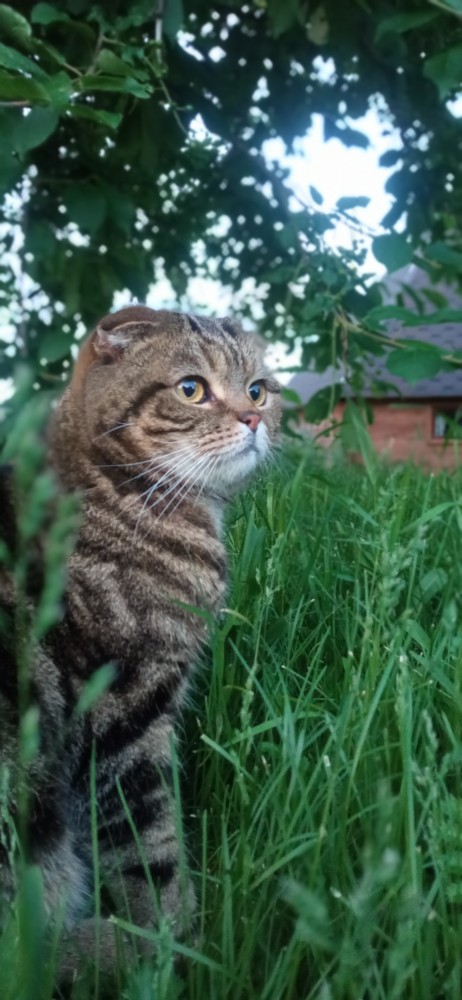 Кот Василий