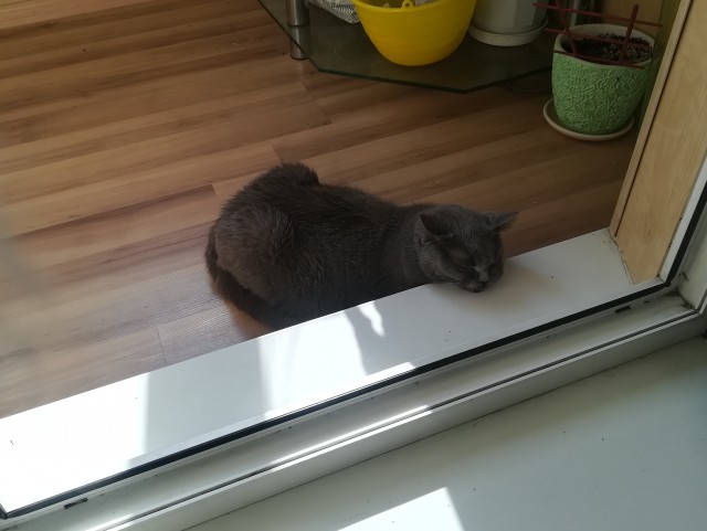 Котовторник. Поговорим о кличках, друзья