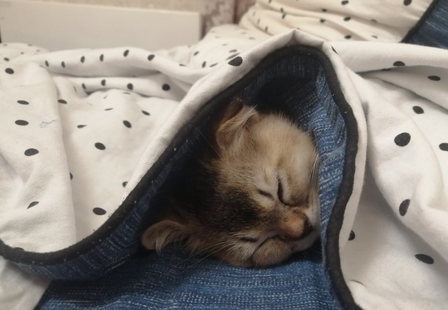 Котовторник (свои добавляем)