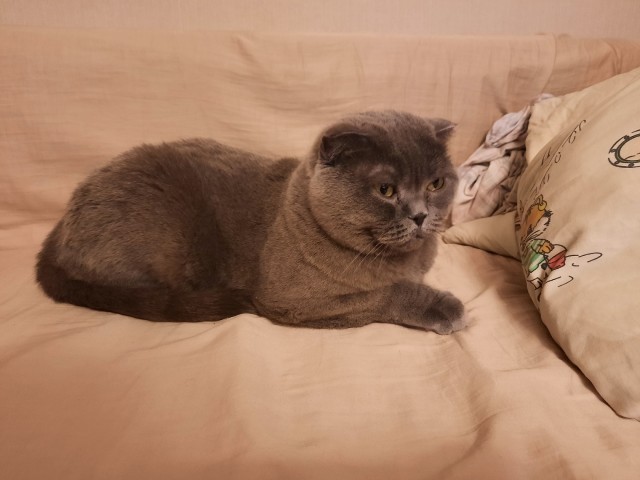 Котовторник (свои добавляем)