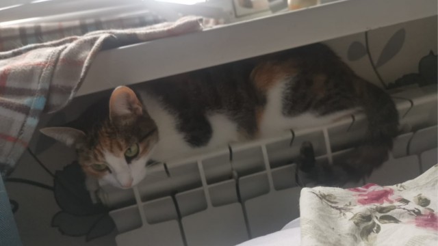 Солнце котовторника уже встало, Господа!