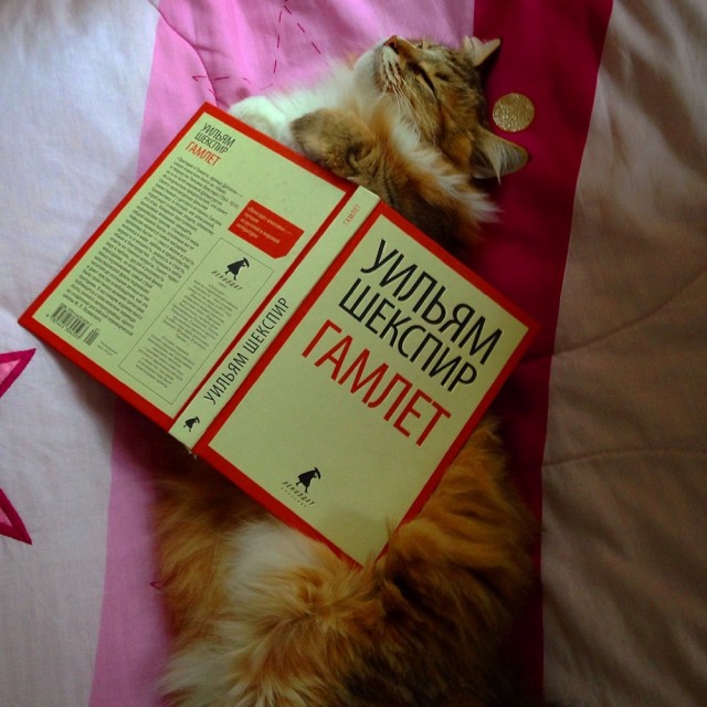 К котовторнику