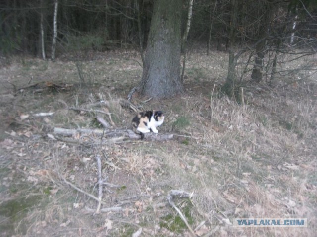 Жизнь домашнего приюта для котеек 384