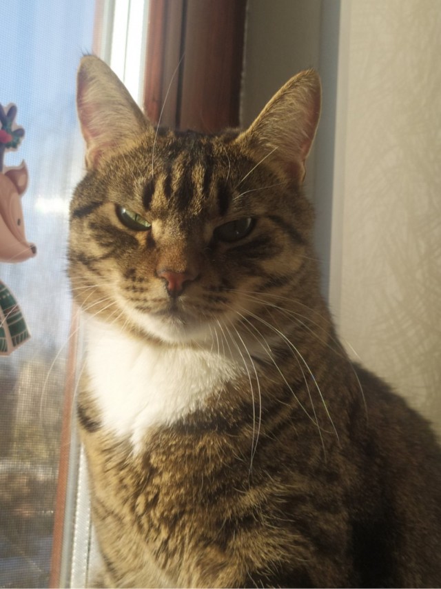 Котовторник ведь начался!