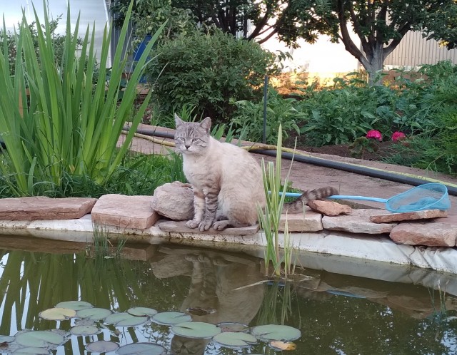 Ура! Котовторник.