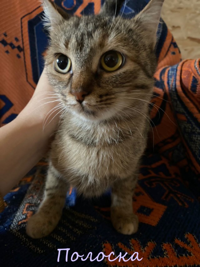 Жизнь домашнего приюта "Котоленд" 362