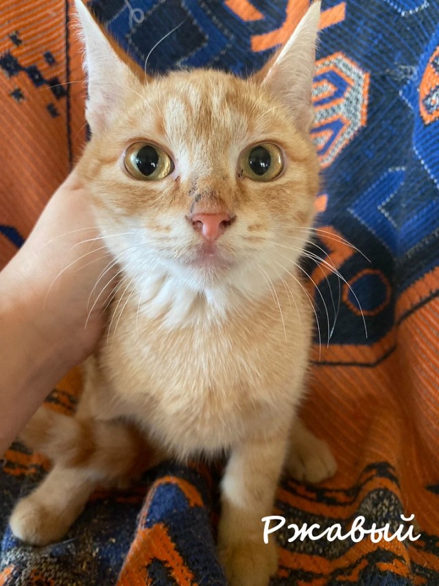 Жизнь домашнего приюта "Котоленд" 365