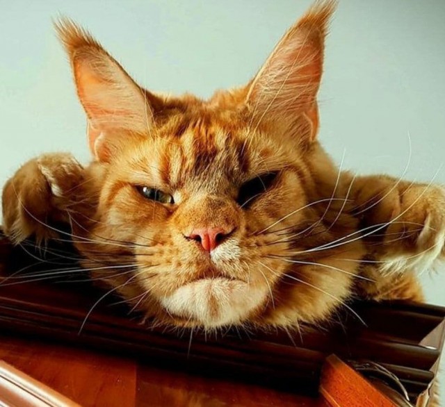 Котейку забрали из приюта