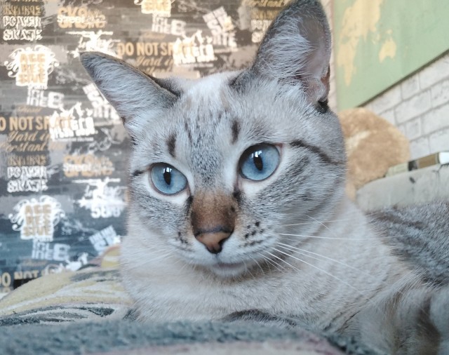 К котовторнику