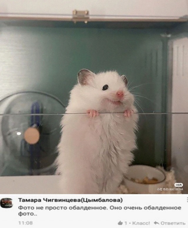 Картинки и мемы, всем хороших выходных