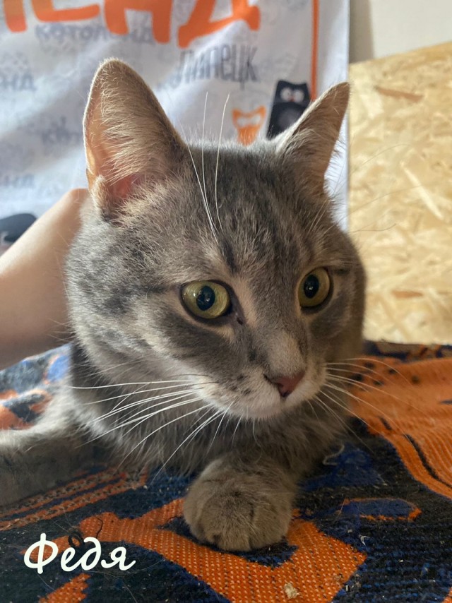 Жизнь домашнего приюта "Котоленд" 376