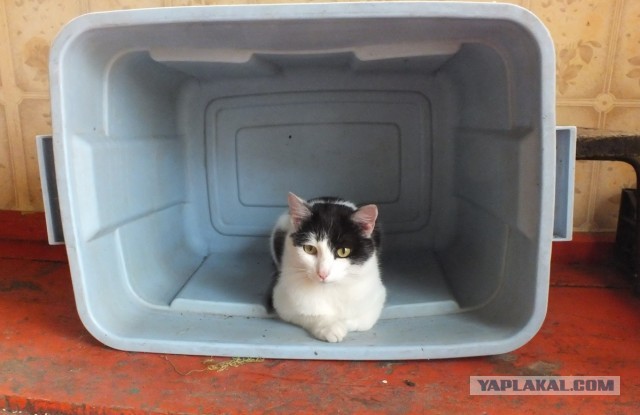 Кот Тимофей