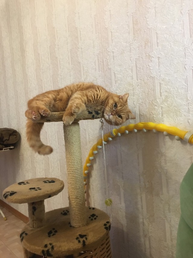 Знакомьтесь, Рыся