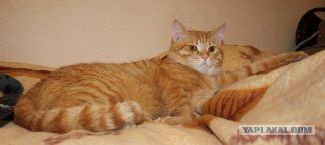 Есть кошки, у которых шило в одном месте