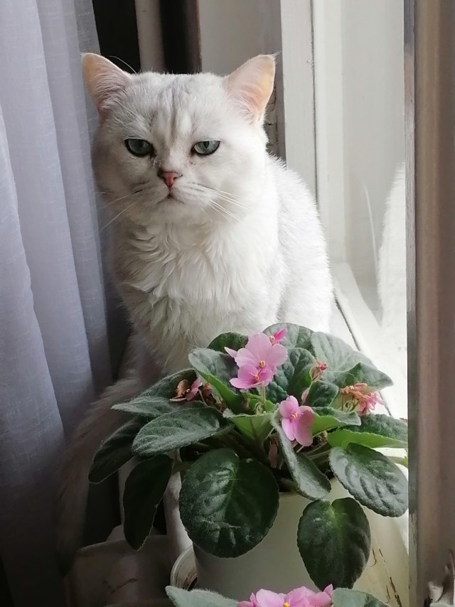 Котофторниг