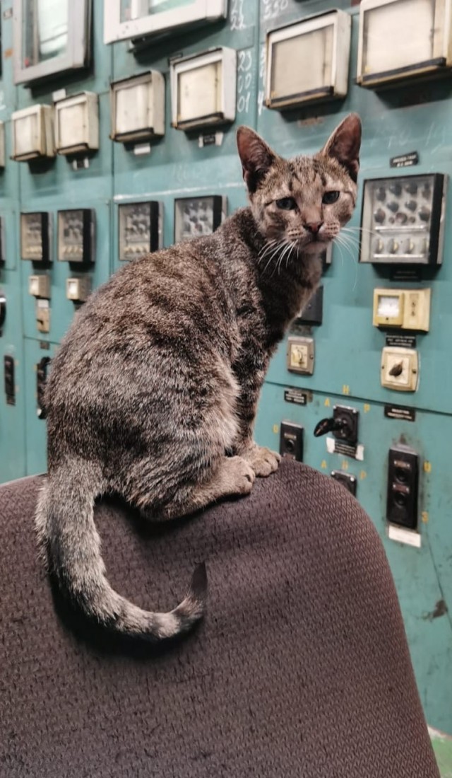 Коты на производстве