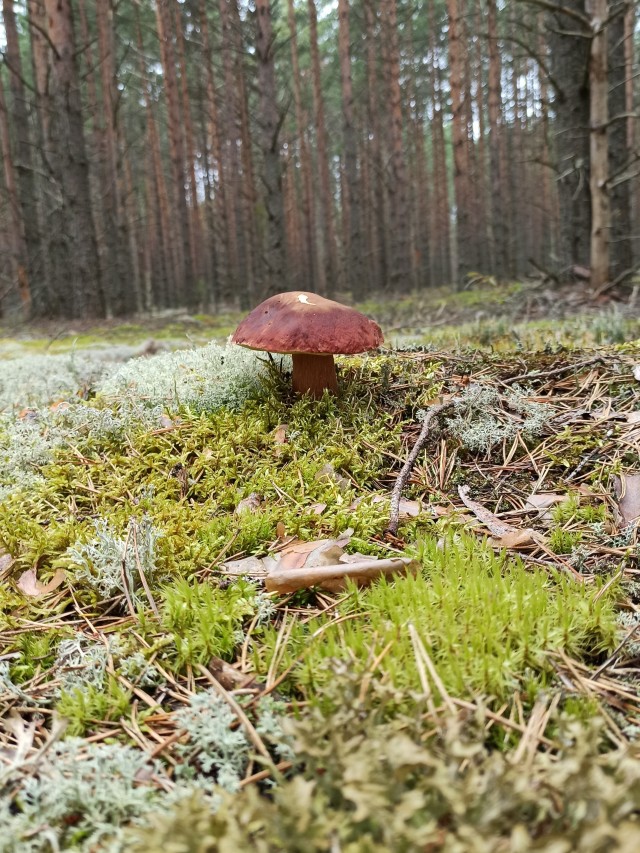 Природа. Урал