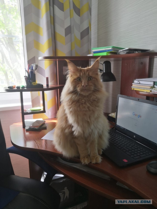 Котовторник Рыжих