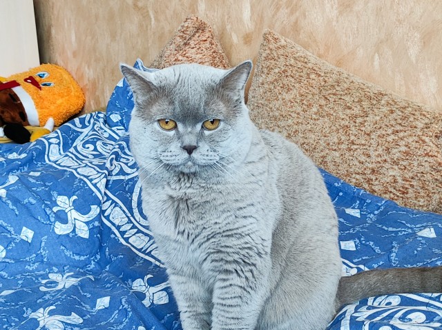 Год назад мы стали рабами (котовторник)