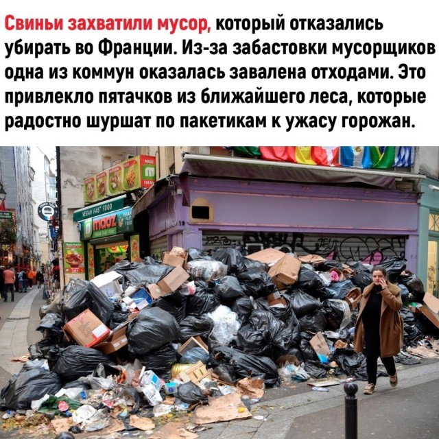 Мытищи — стадо кабанов привлекло шуршание пакета с продуктами, и они увязались за автором видео с надеждой на вкусняшки