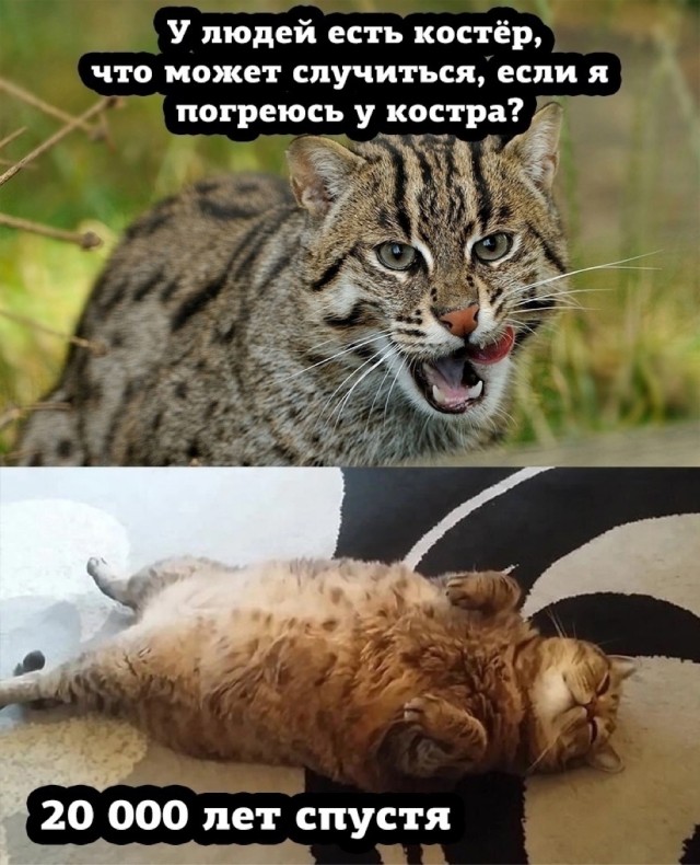 Котовтоник в картинках