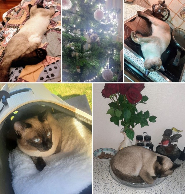 Котовторник, от мала до велика