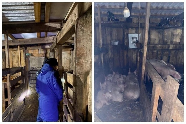 В Ужурском районе в загоне для свиней обнаружена мёртвая школьница с ранами на голове и теле
