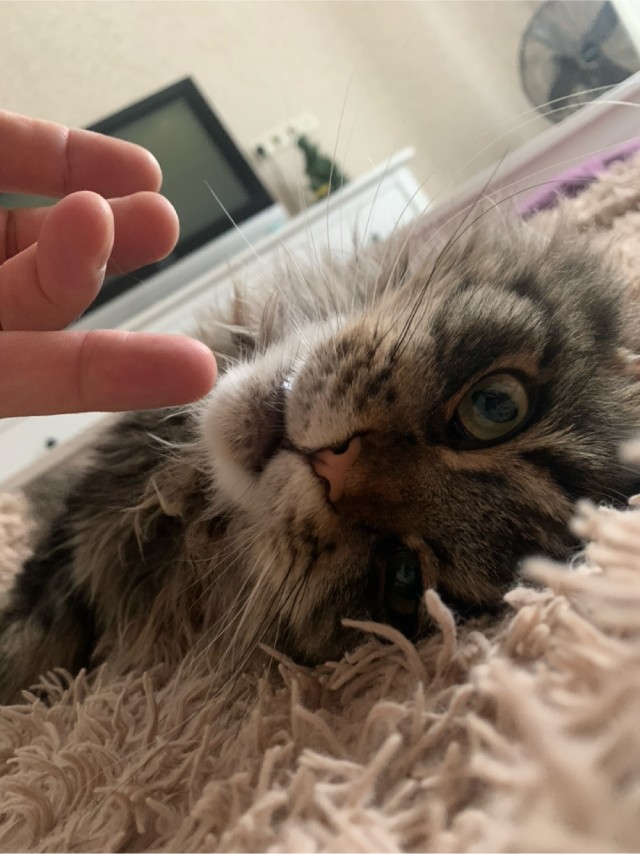 Котовторник 31.12.2024. Последний котовторник года