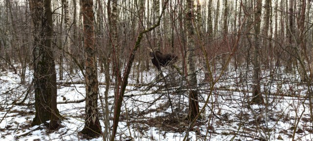 Лосиный остров в пределах МКАД Москвы