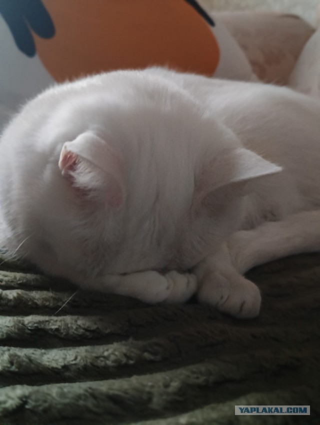 Семейный мультик, моему понравился.