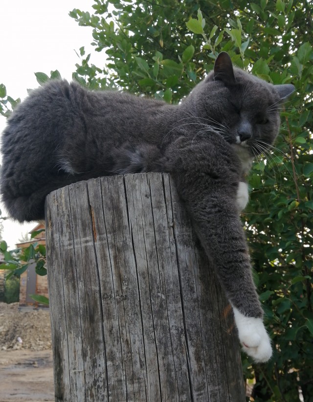 Коты, которые смирились со своей участью