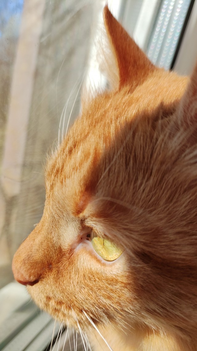 Интересно. Накотовротник