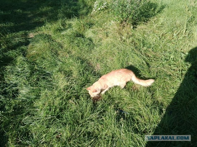 Жизнь домашнего приюта для котеек 555