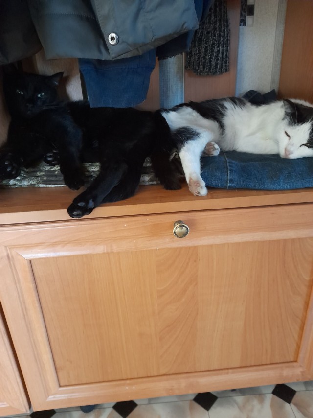 Котовторник же!