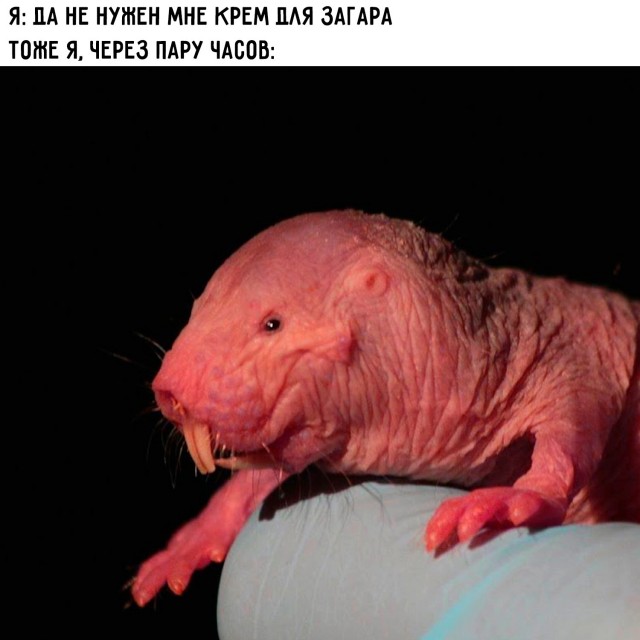 Картинки для деградации 244 (разной степени свежести)
