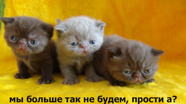 Котоподборка