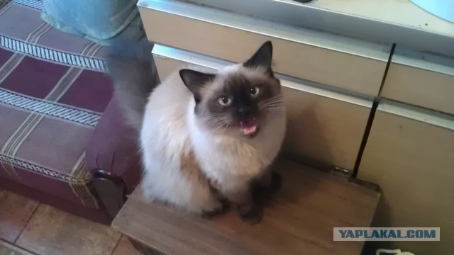 Котовторник 26.11.2013
