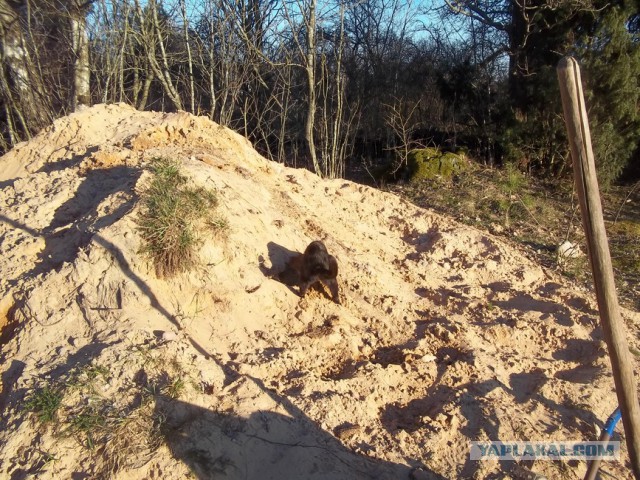 Жизнь домашнего приюта для котеек 2