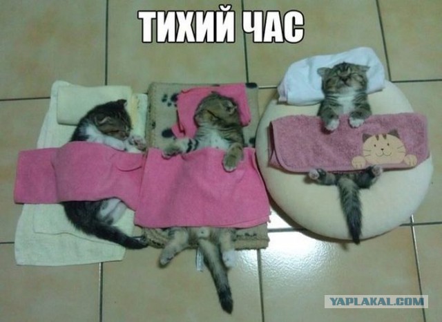 Спят усталые зверушки.