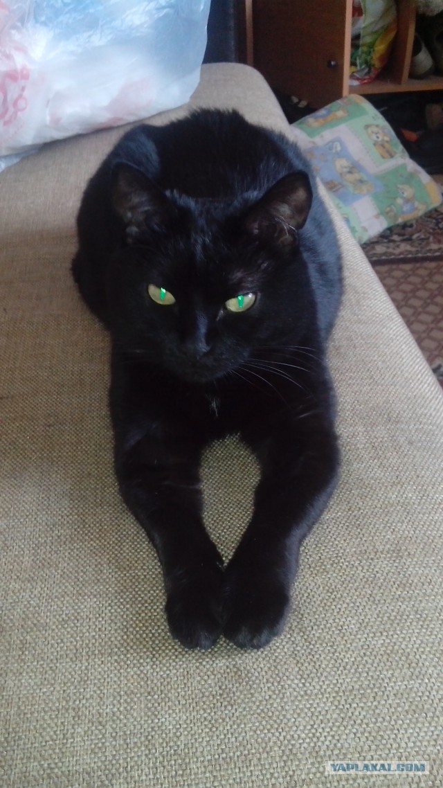 С Котовторником!
