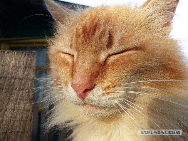 Котовторник 24.06.2014