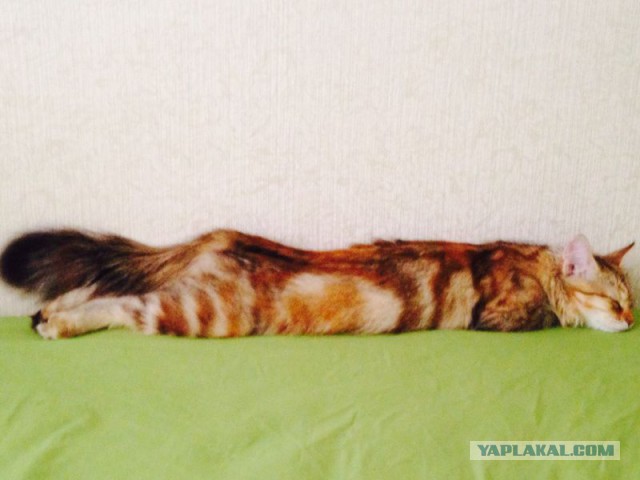 Котовторник 26.08.14.