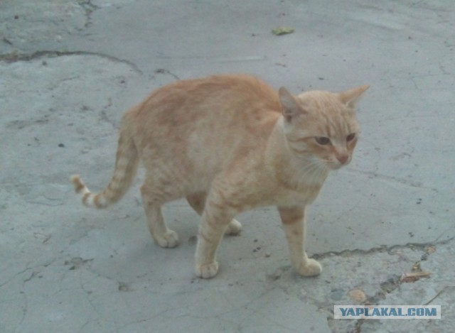Котовторник 09.09.2014