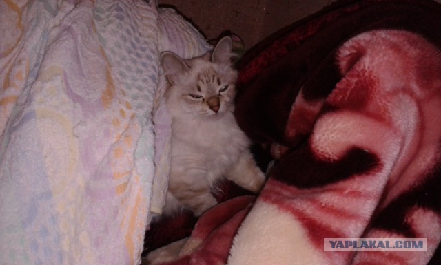 Котовторник 16.09.14