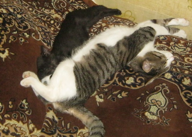 Котовторник 16.09.14