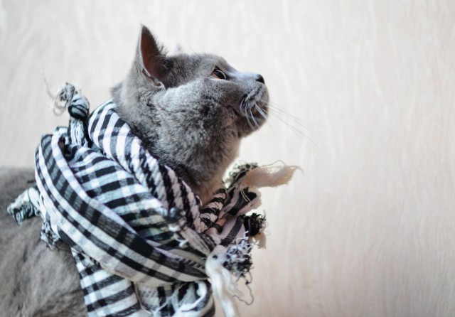 Котовторник 7.10.2014