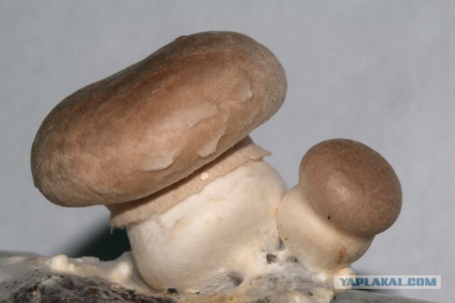 Выращивание грибов на подоконнике