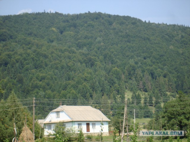 Горганы