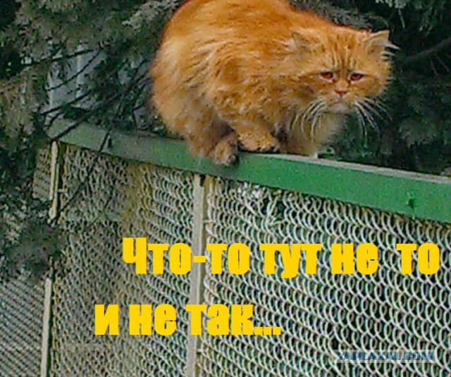 Котовторник помоги!