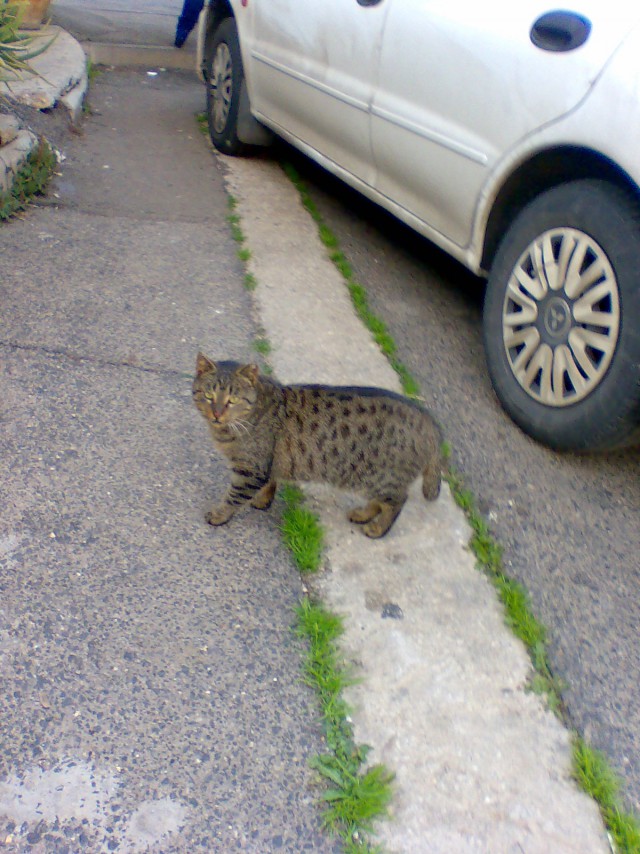 Котовторник 12.05.2015